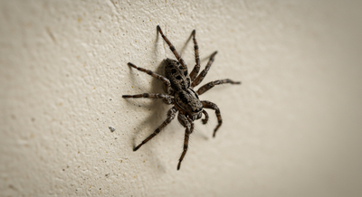 Arbor Vitae General Pest Control | Tick'd Off Pest